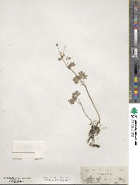 Isopyrum biternatum image