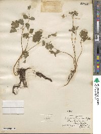 Isopyrum biternatum image