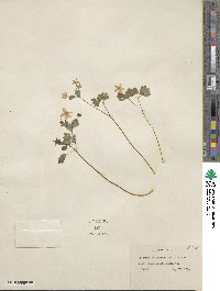 Isopyrum biternatum image