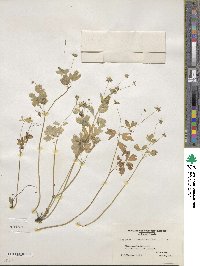Isopyrum biternatum image