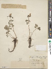 Isopyrum biternatum image
