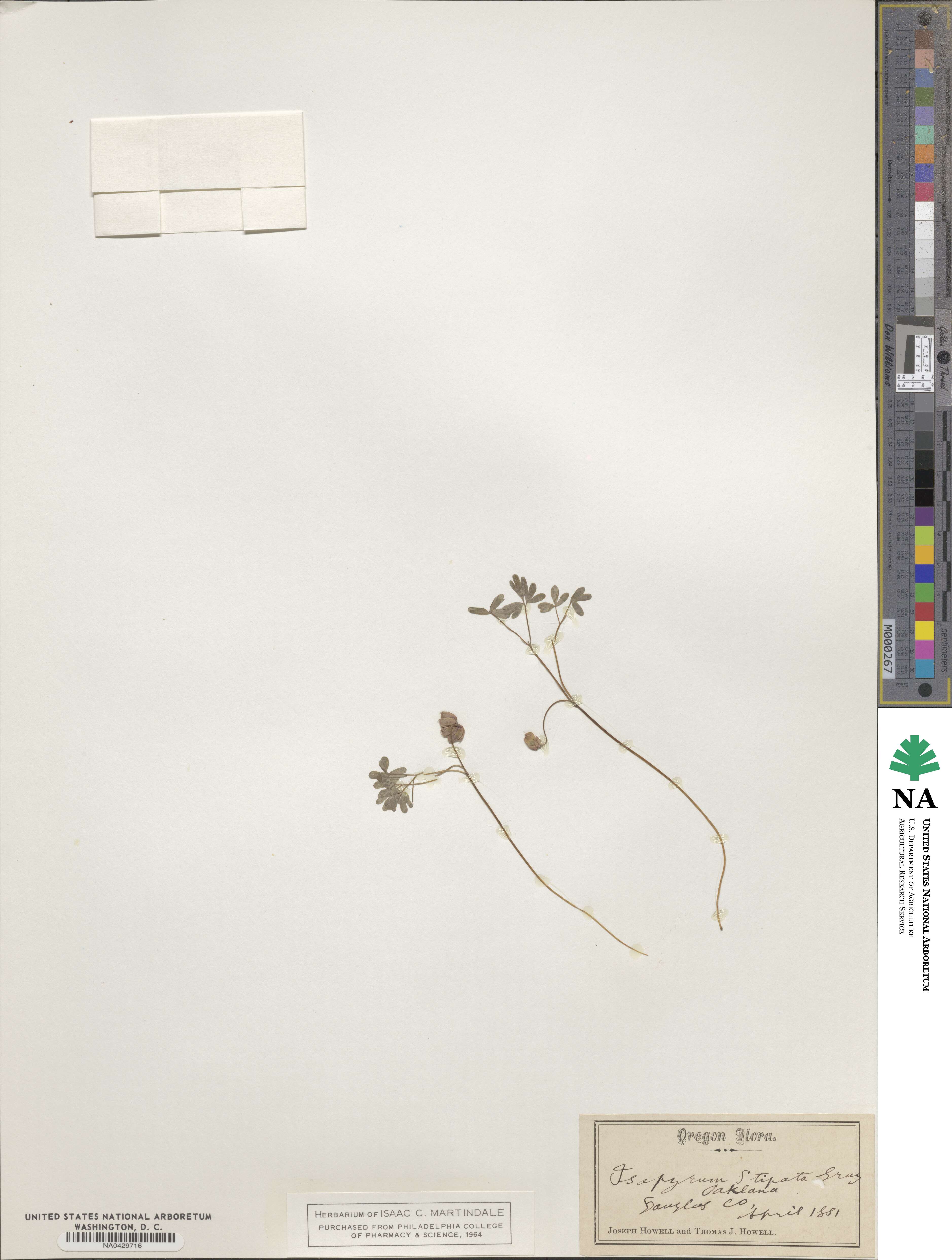 Enemion stipitatum image