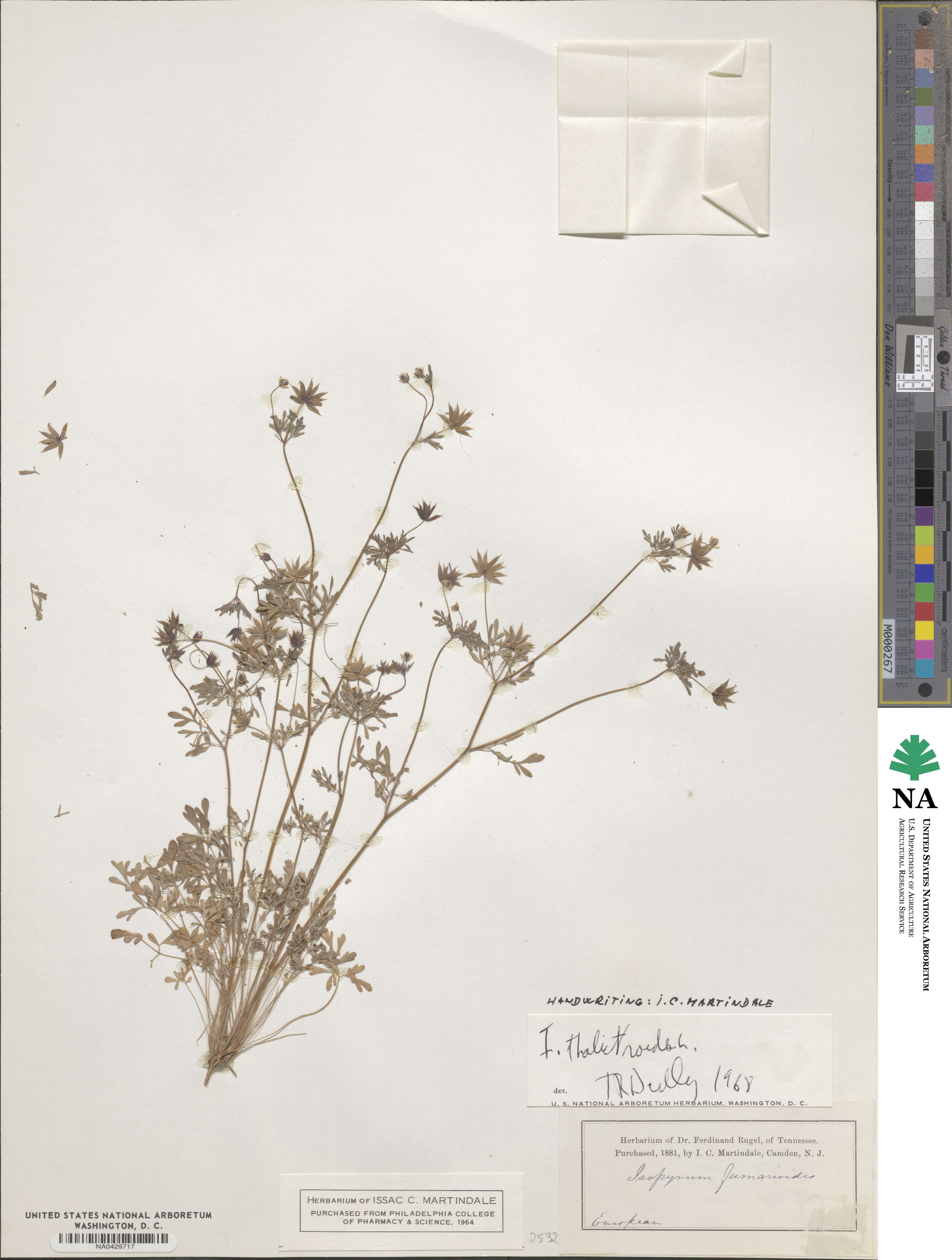 Isopyrum thalictroides image