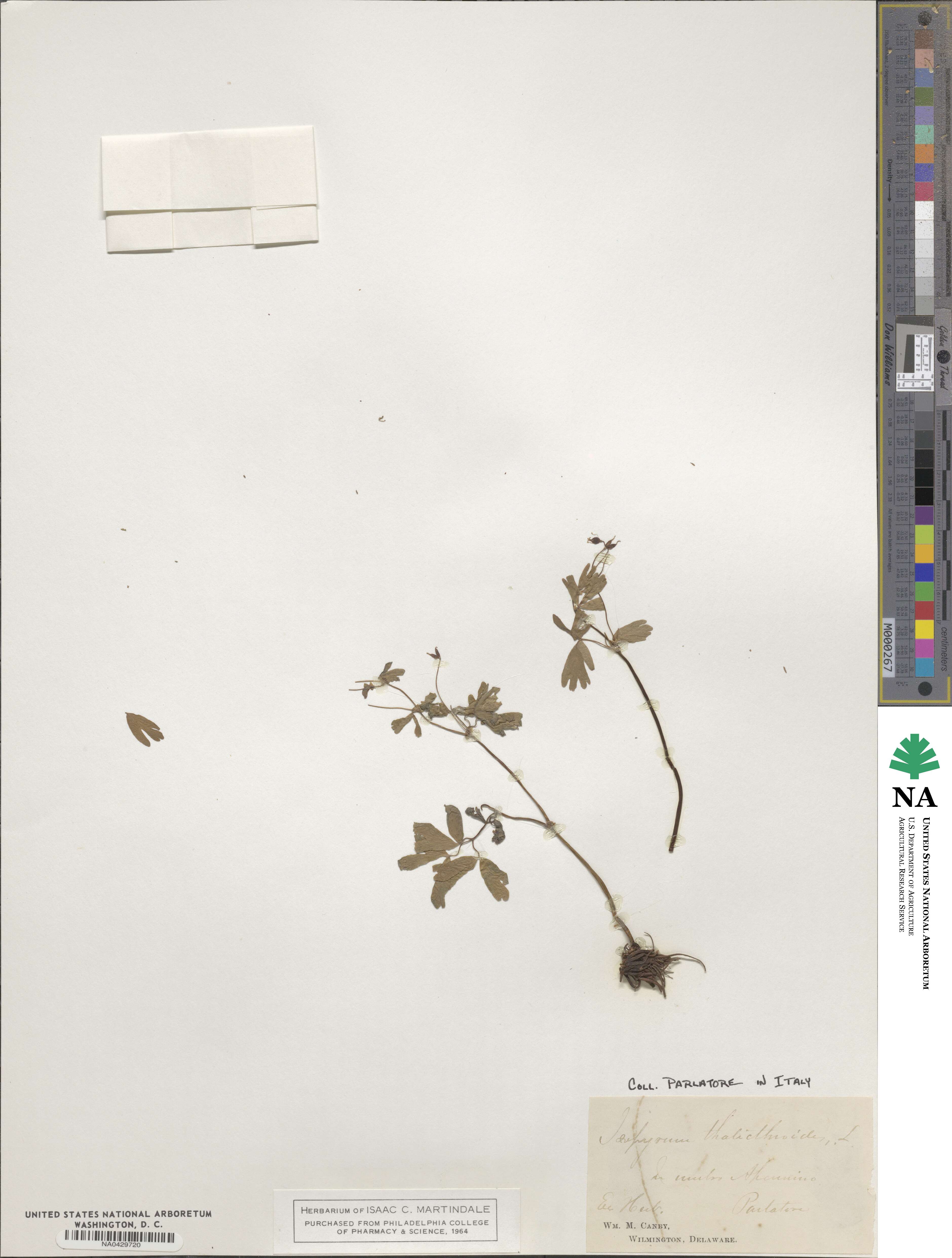 Isopyrum thalictroides image
