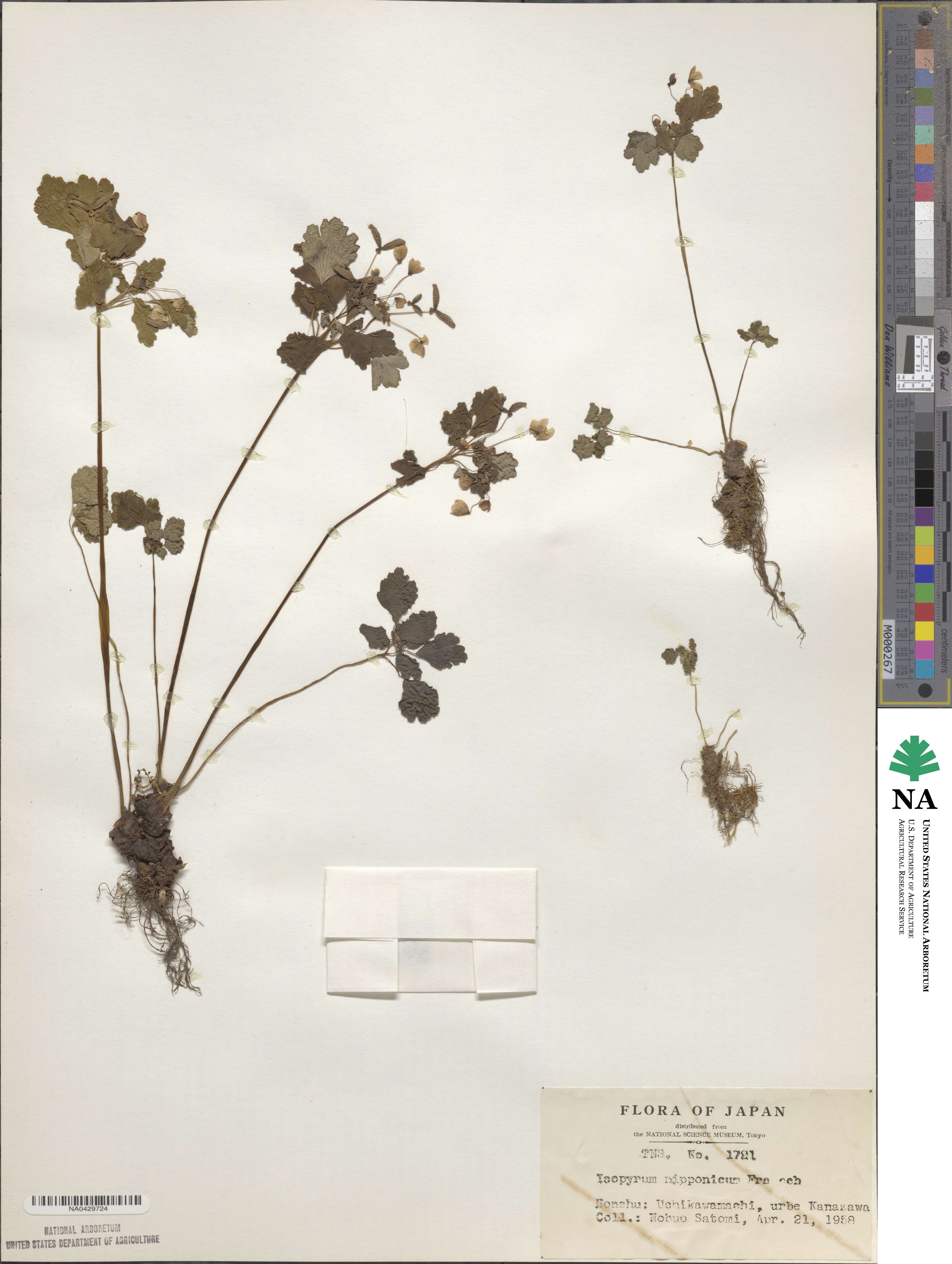 Dichocarpum nipponicum image