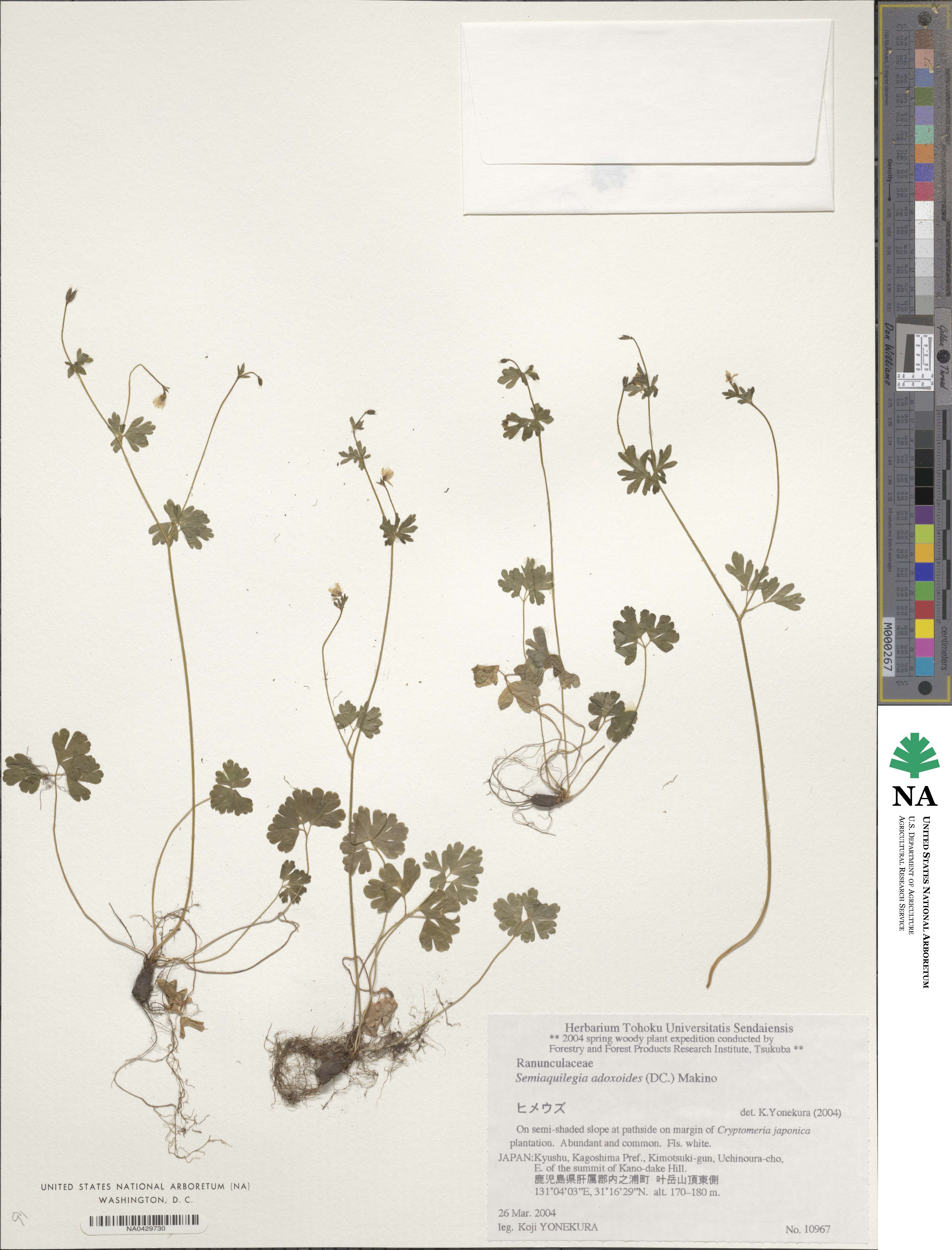 Semiaquilegia image