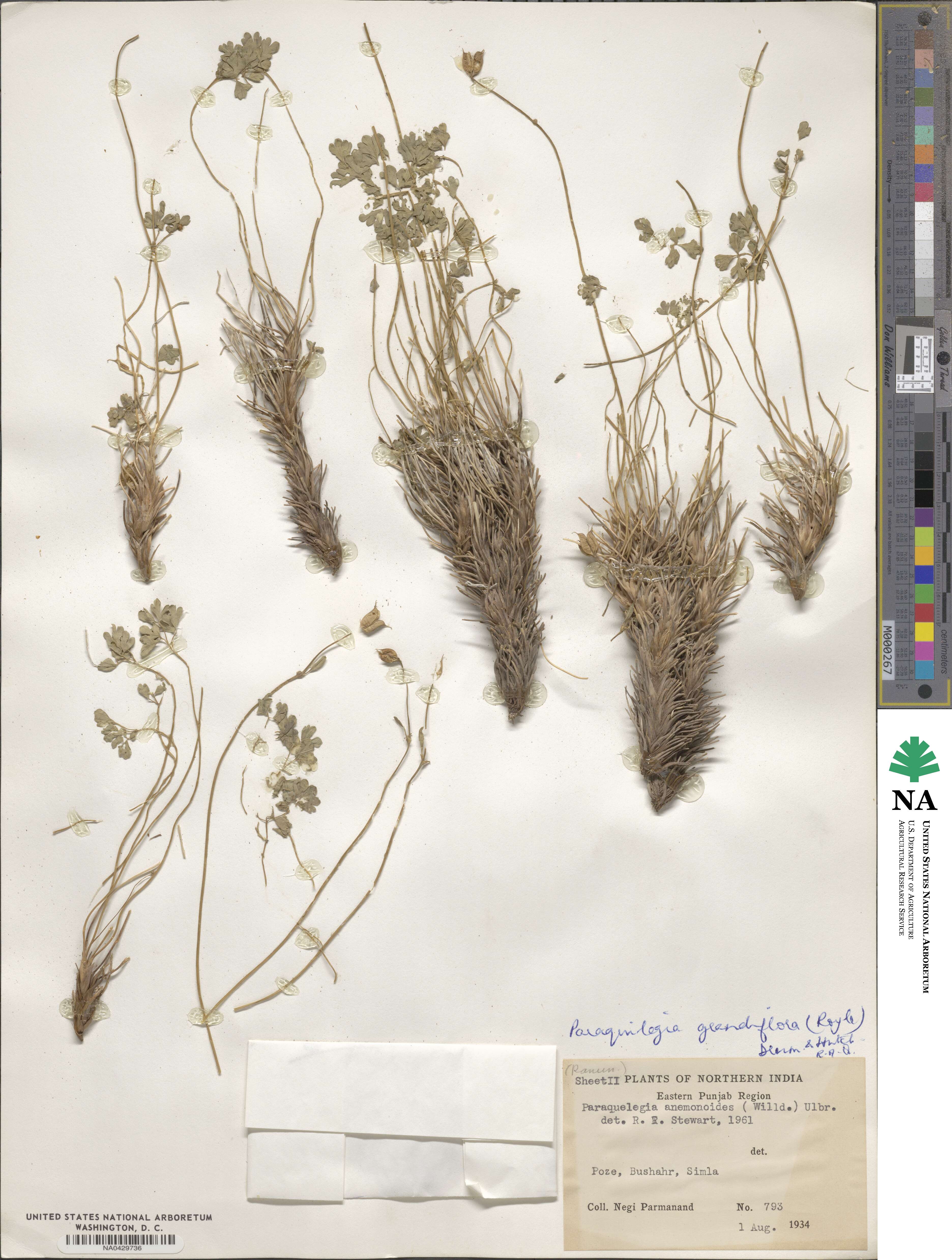 Paraquilegia anemonoides image