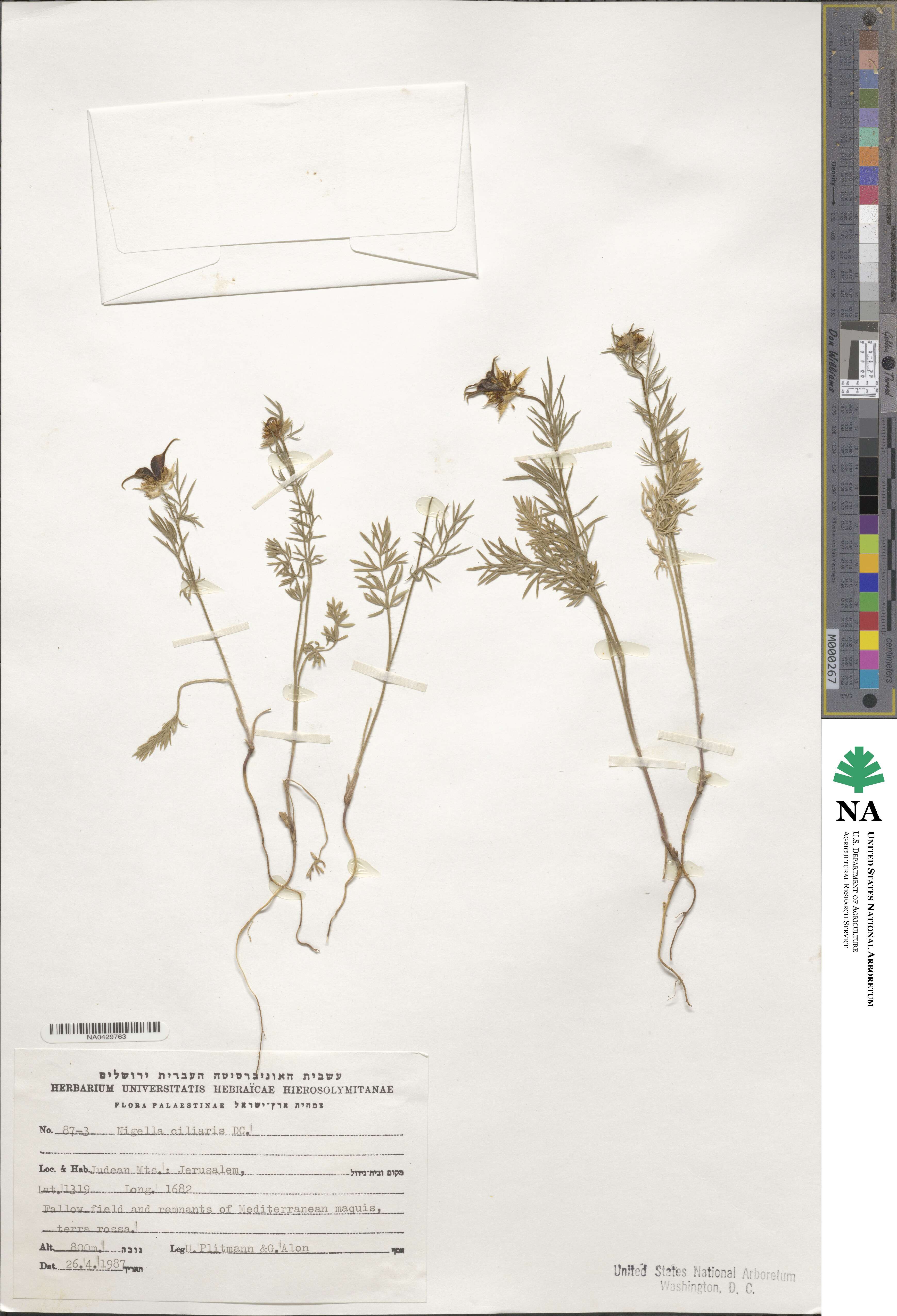 Nigella ciliaris image