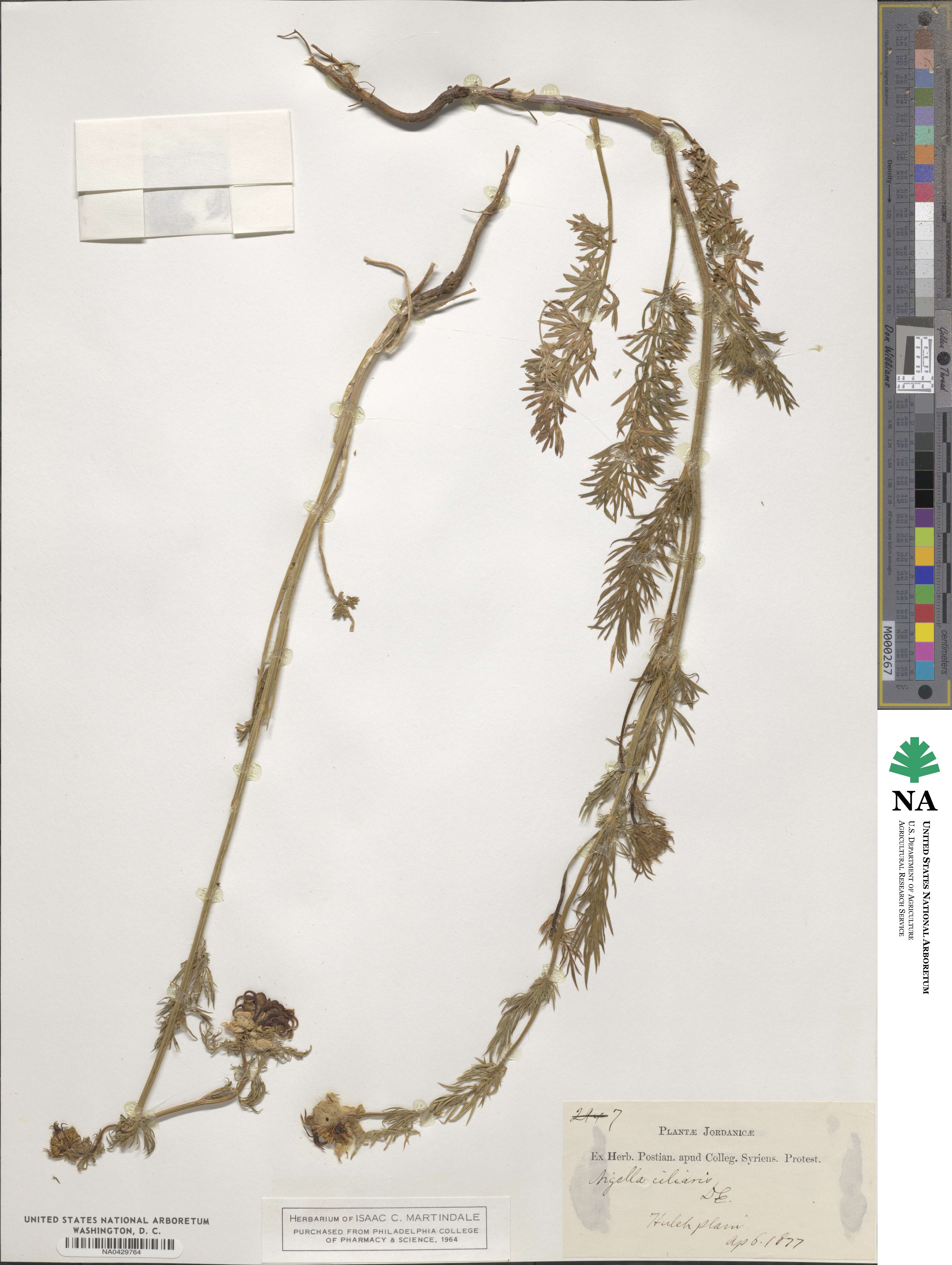 Nigella ciliaris image