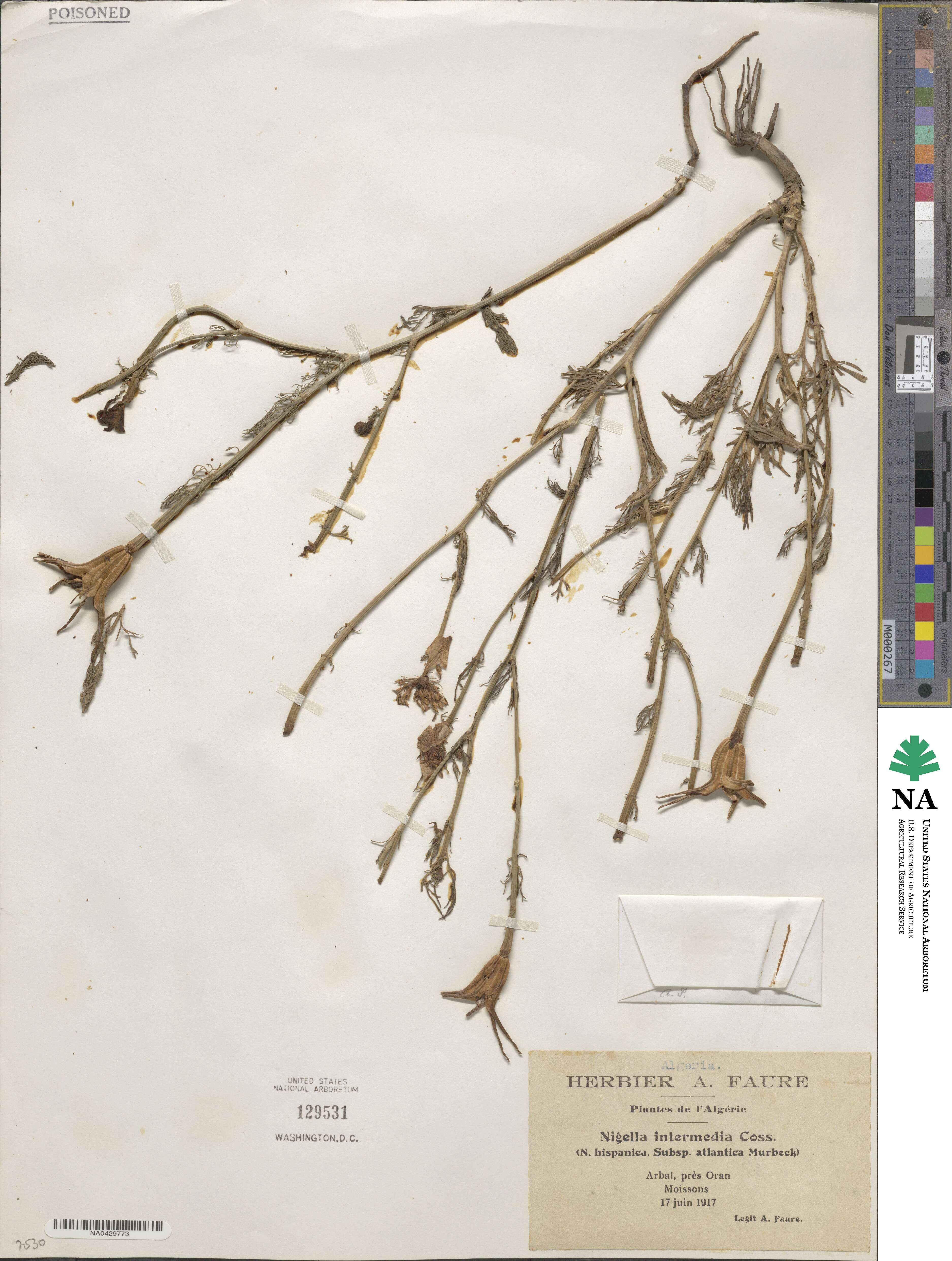 Nigella intermedia image