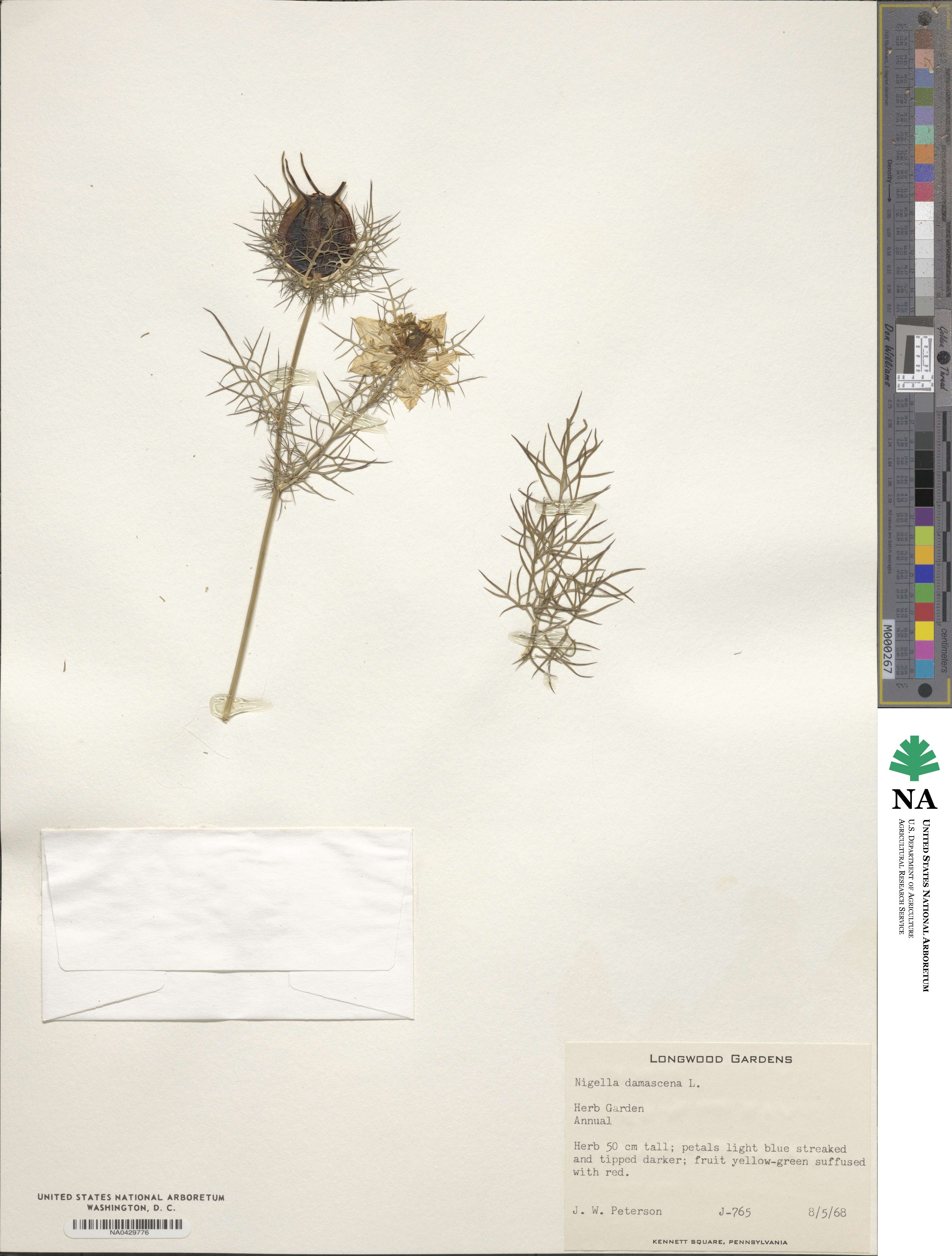 Nigella damascena image