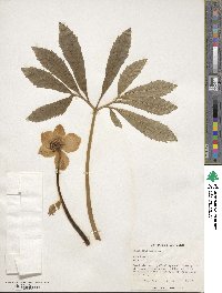 Helleborus niger image