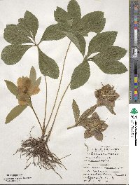 Helleborus orientalis image