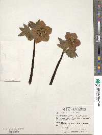 Helleborus orientalis image