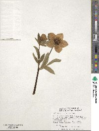 Helleborus orientalis image
