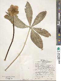 Helleborus orientalis image