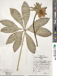 Helleborus orientalis image