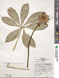 Helleborus orientalis image
