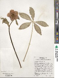 Helleborus orientalis image