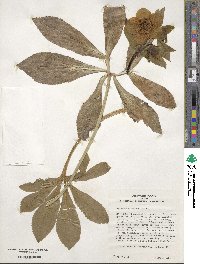 Helleborus orientalis image