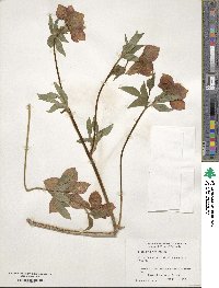 Helleborus orientalis image