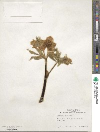 Helleborus orientalis image