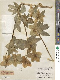 Helleborus orientalis image