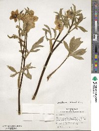 Helleborus orientalis image
