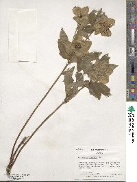 Helleborus orientalis image