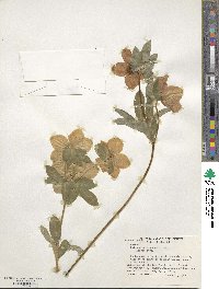 Helleborus orientalis image