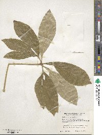 Helleborus orientalis image