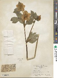 Helleborus orientalis image