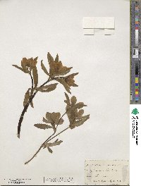 Helleborus viridis image