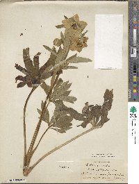 Helleborus viridis image