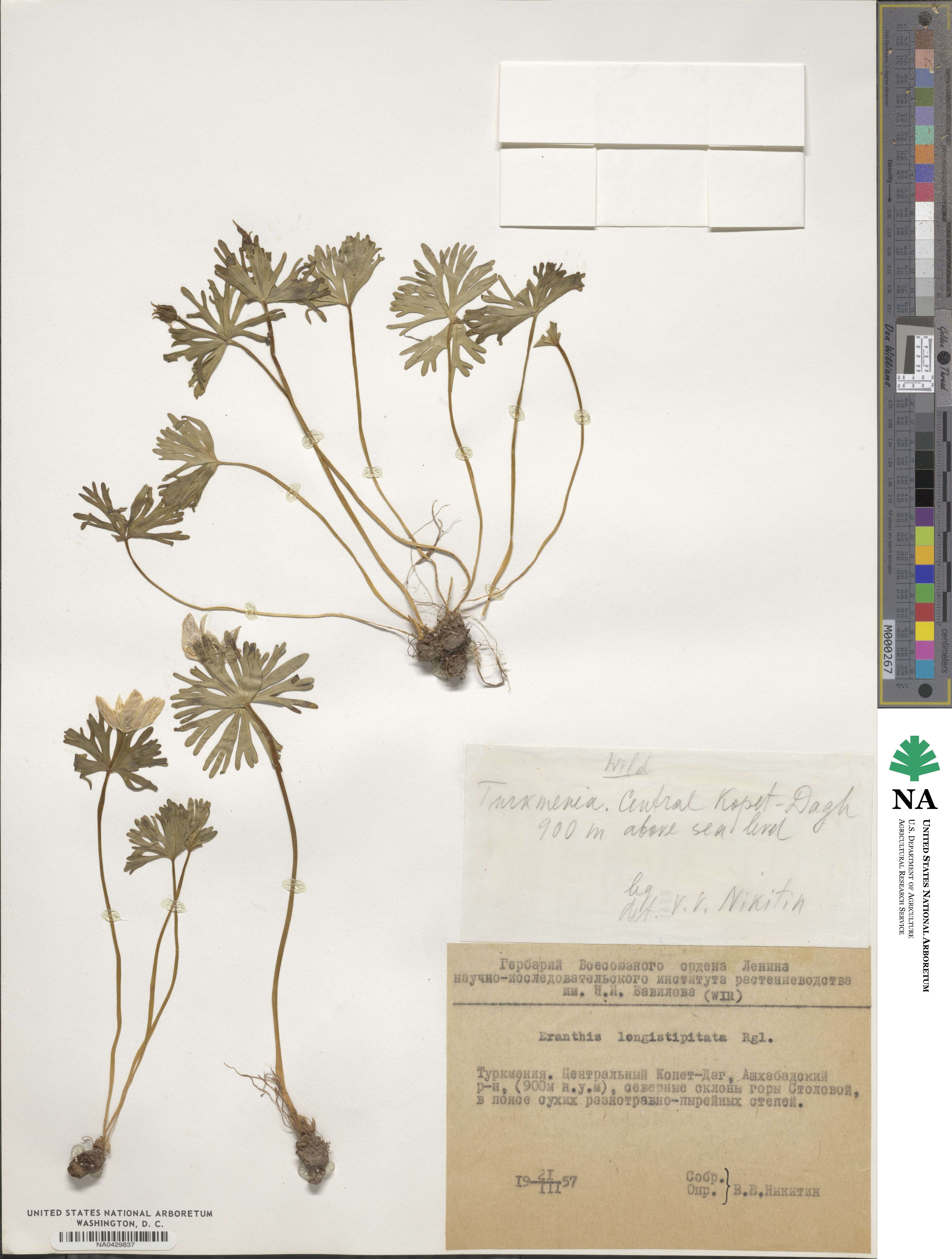 Eranthis longistipitata image