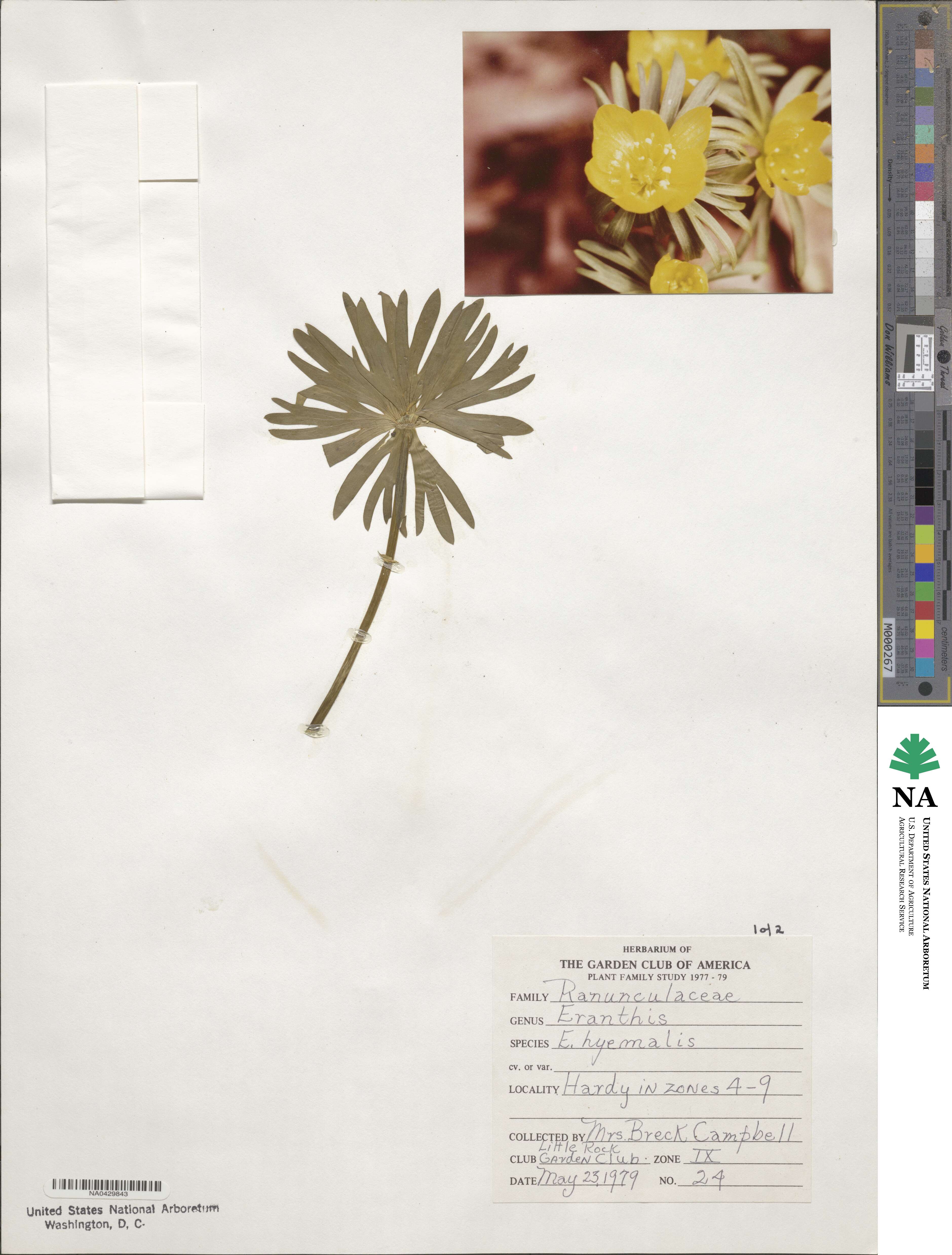 Eranthis hyemalis image