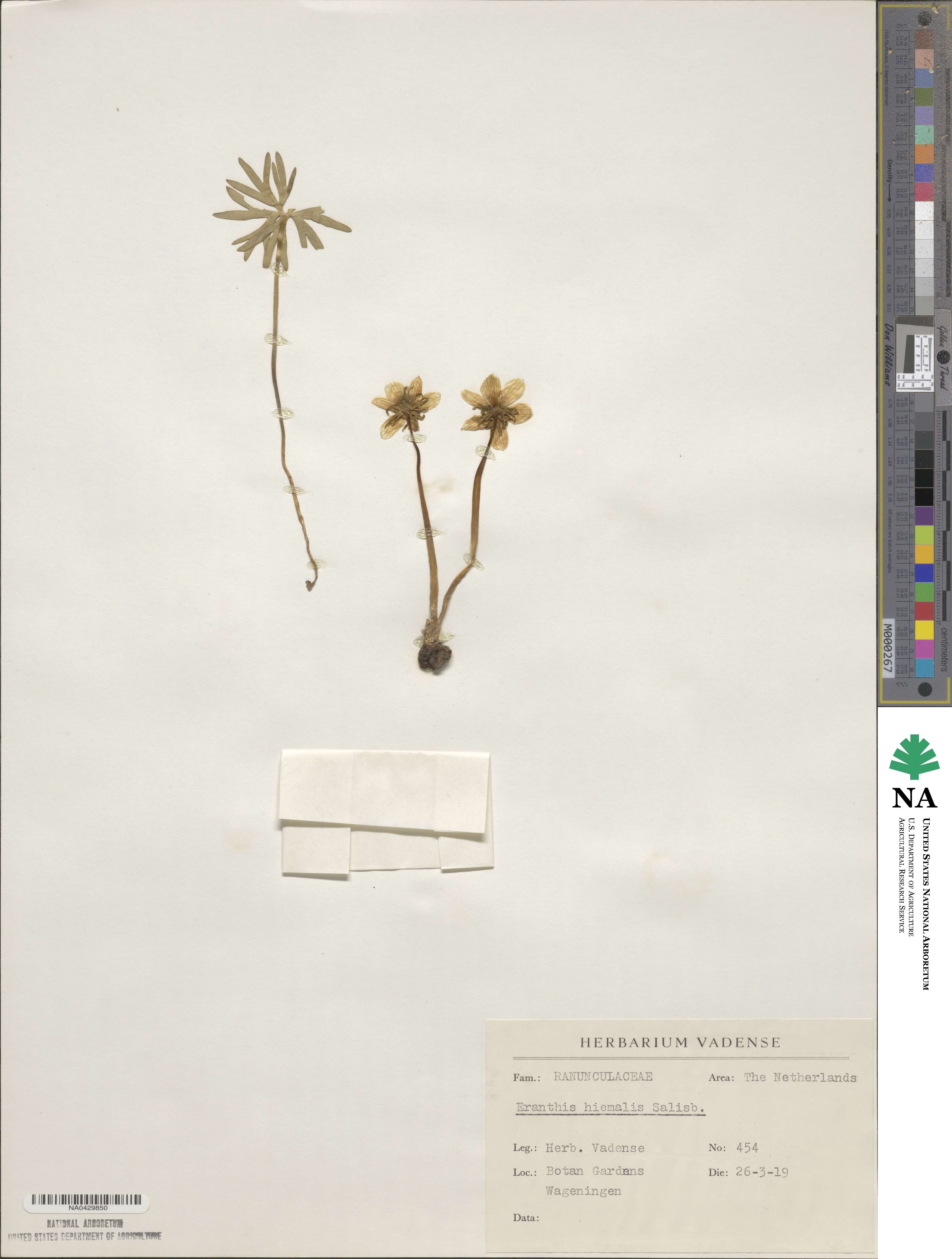 Eranthis hyemalis image