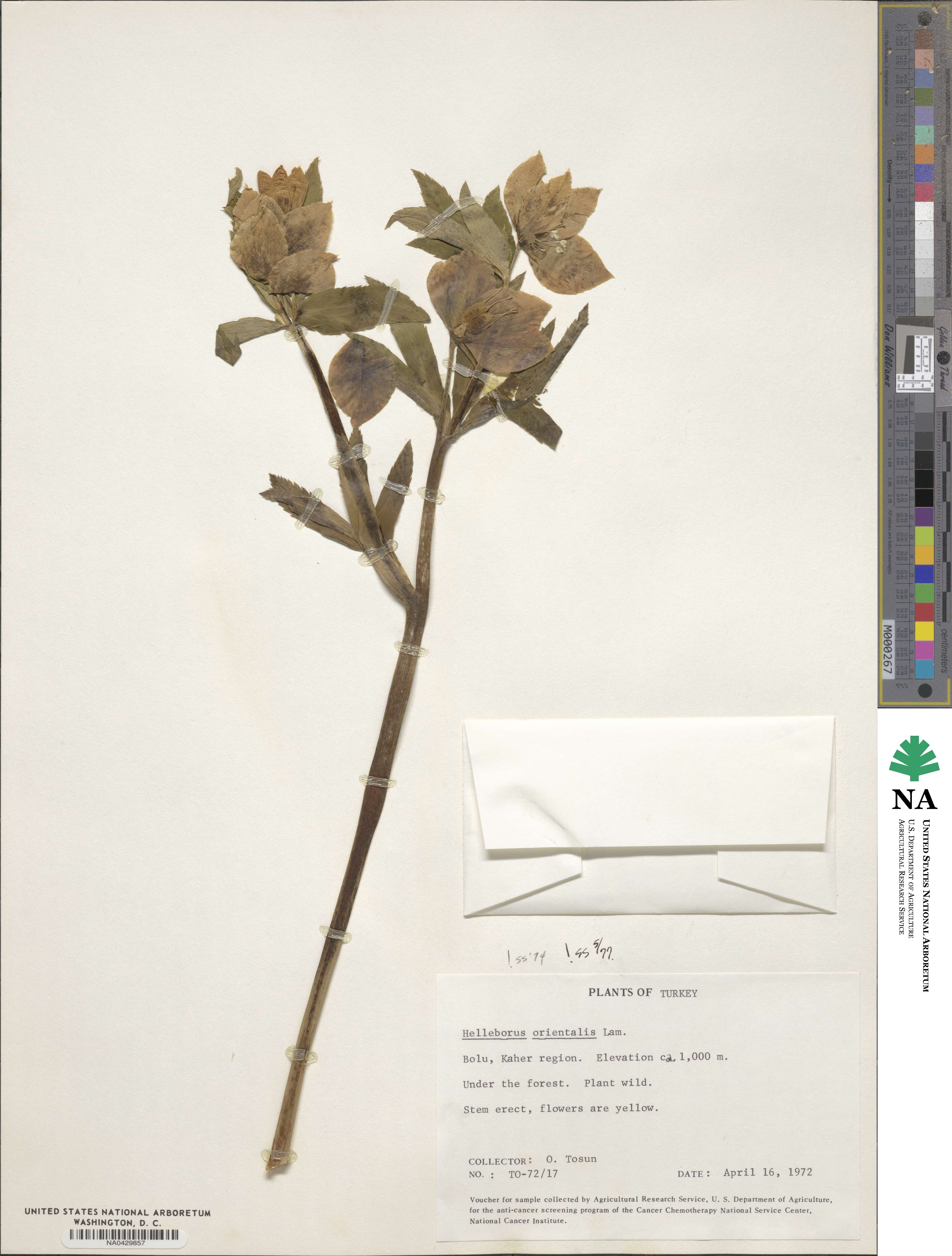 Helleborus orientalis image