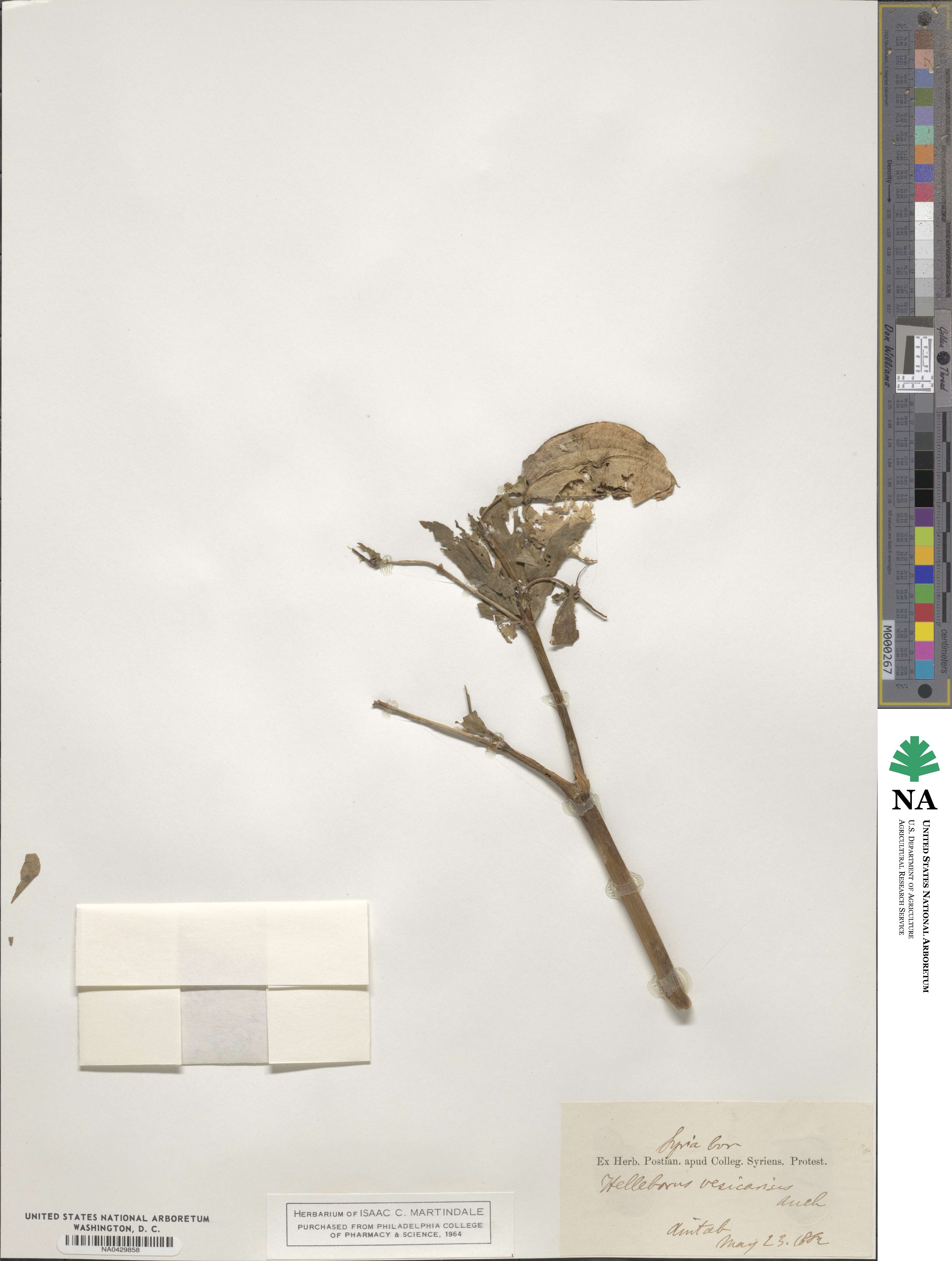 Helleborus vesicarius image