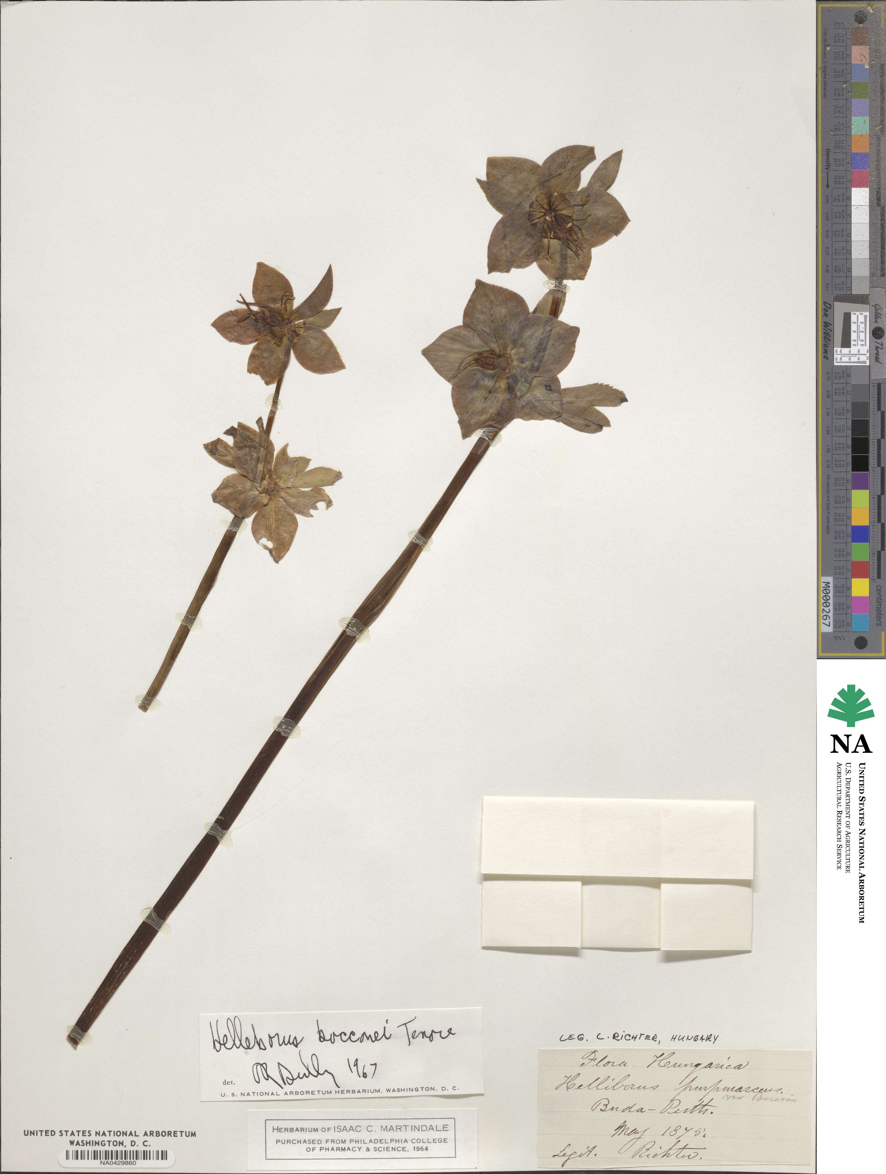 Helleborus bocconei image