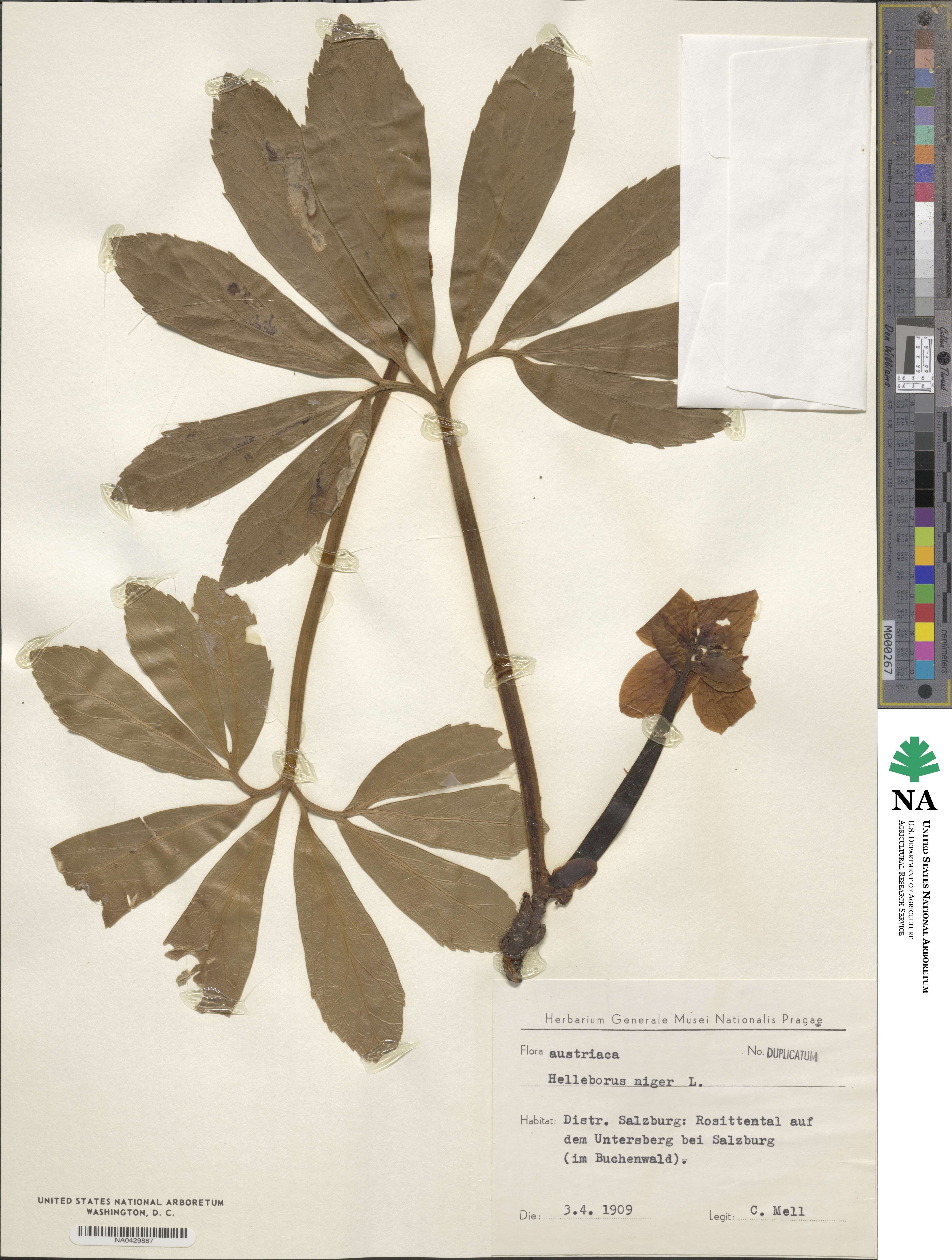 Helleborus niger image