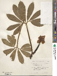 Helleborus niger image