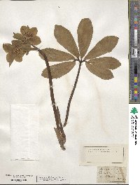 Helleborus niger image