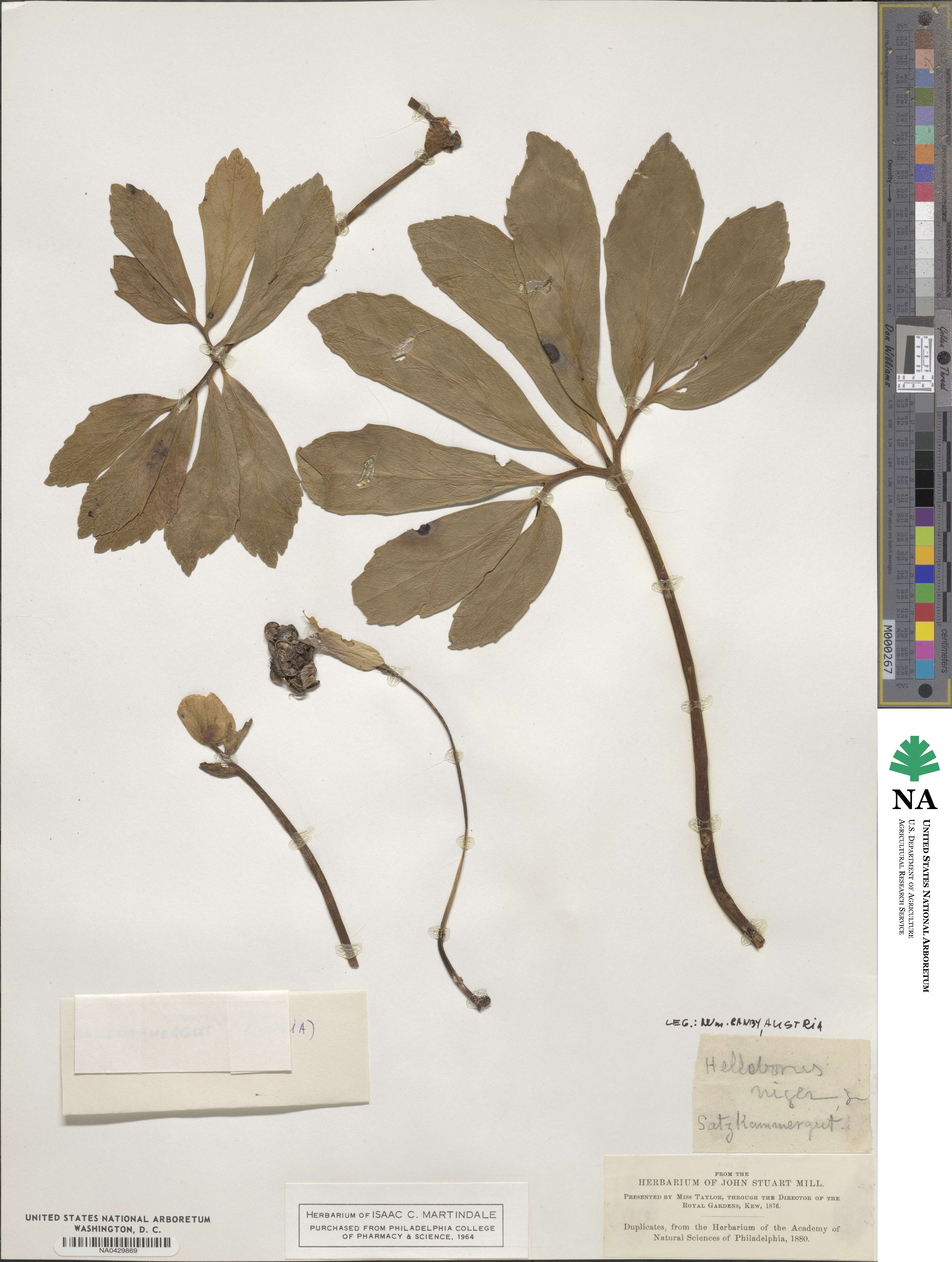 Helleborus niger image
