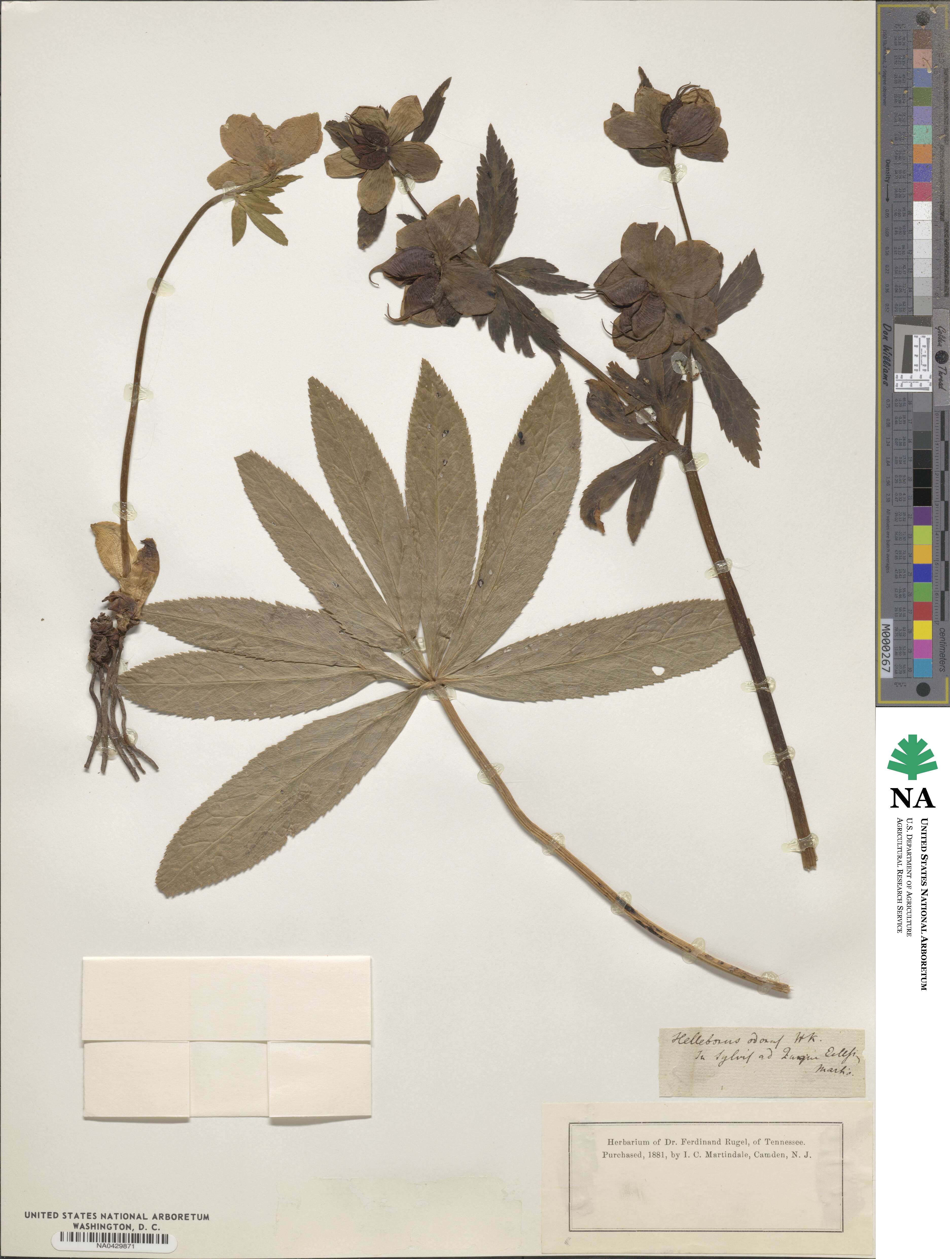 Helleborus odorus image