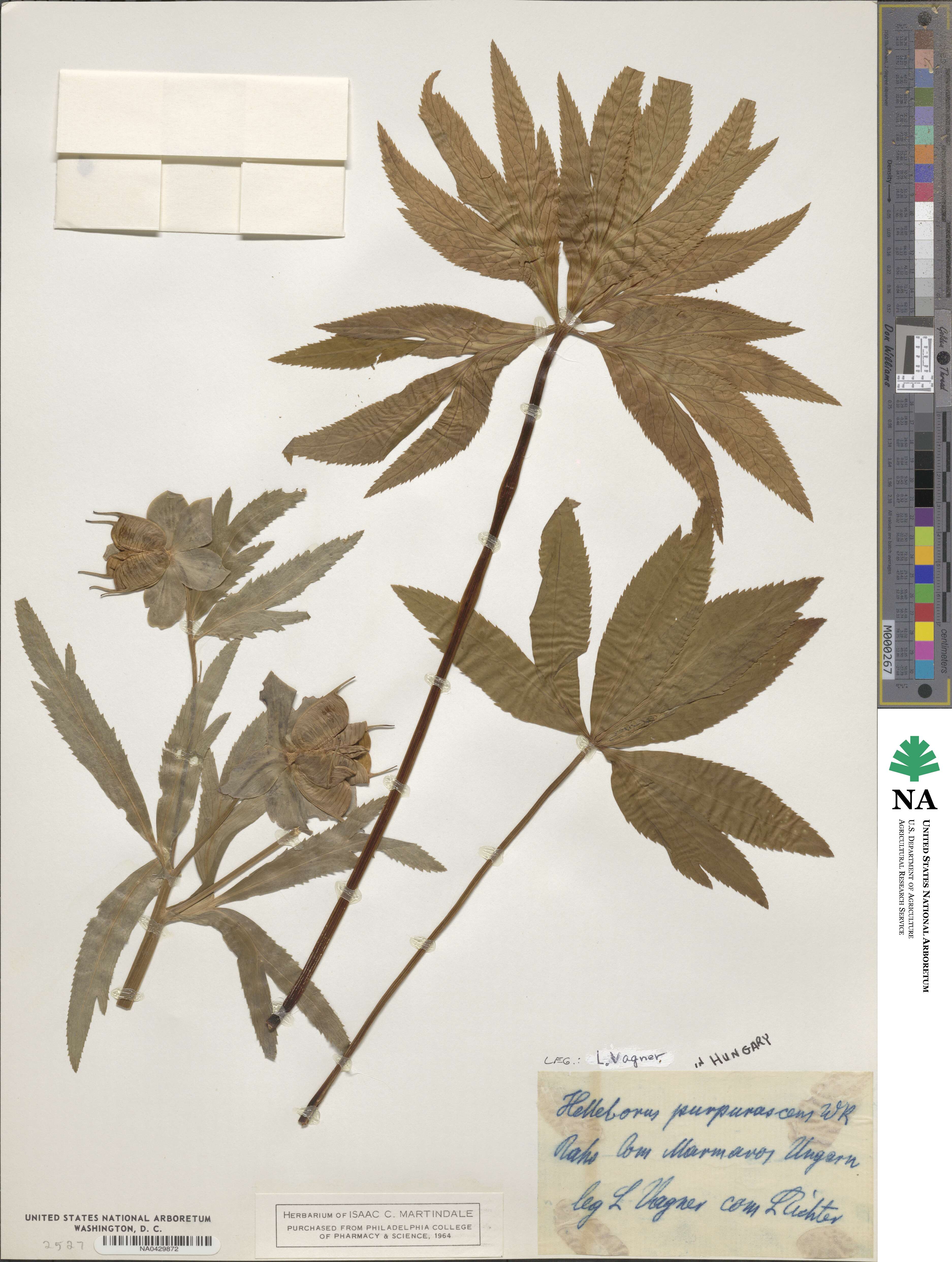 Helleborus purpurascens image