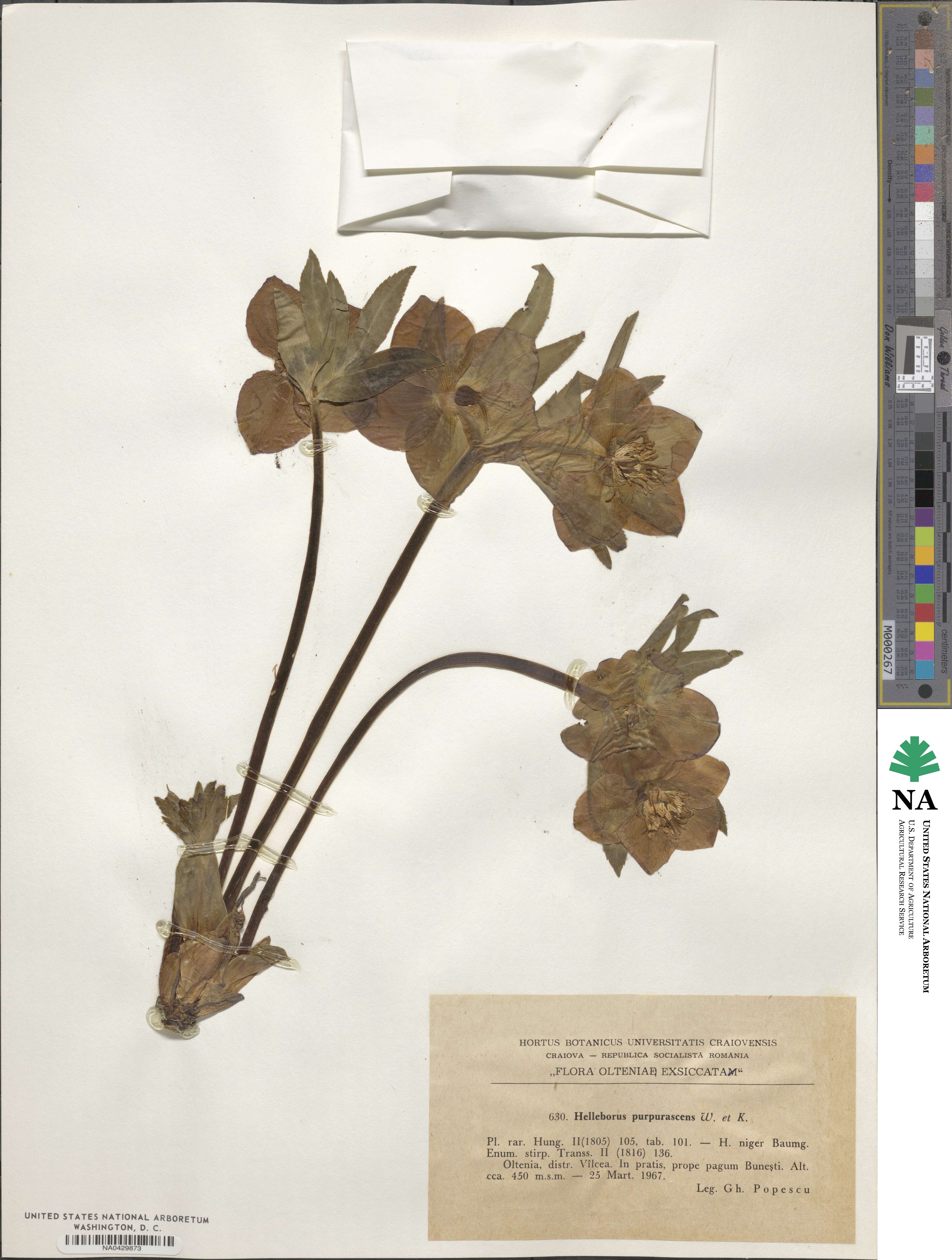 Helleborus purpurascens image