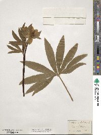 Helleborus viridis image