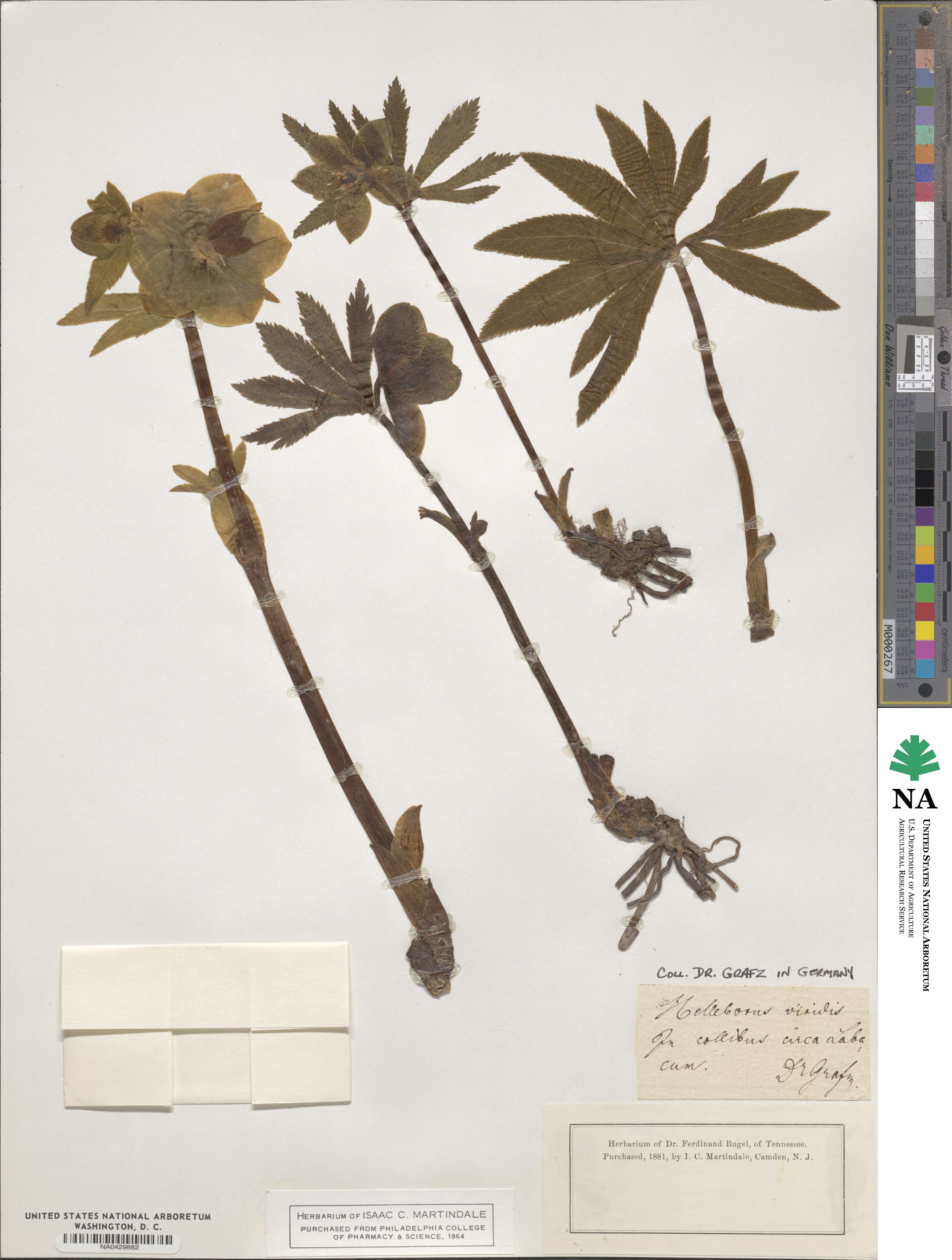 Helleborus viridis image