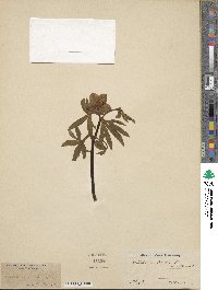 Helleborus viridis image